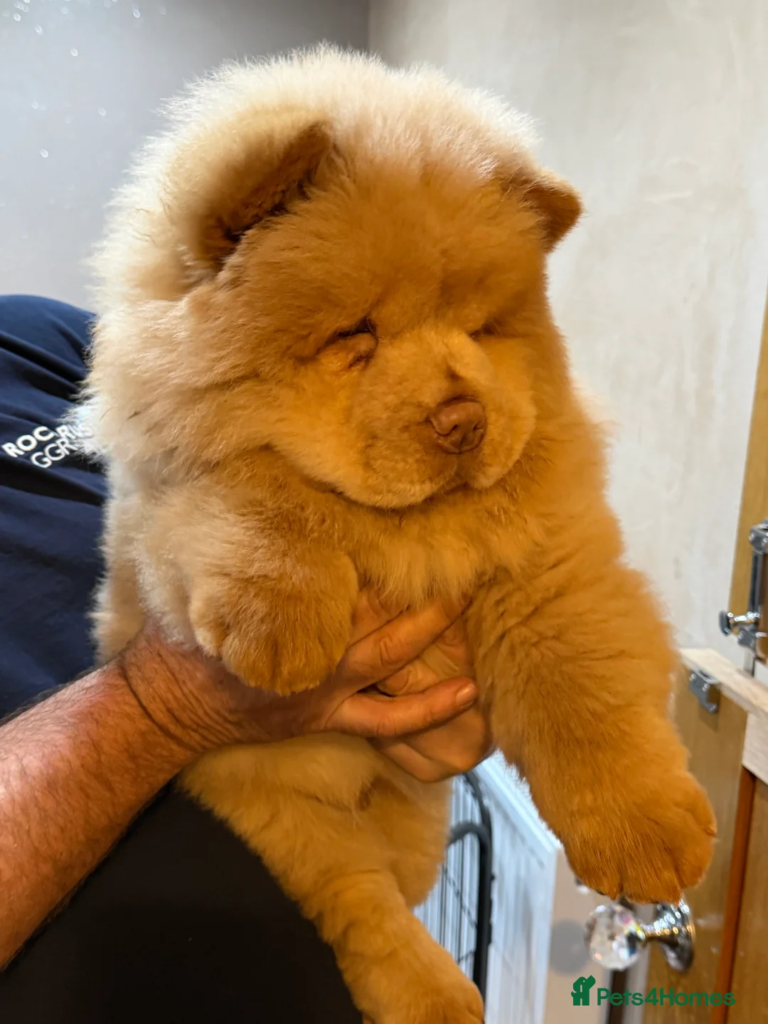 Chow Chow dogs for sale: Beautiful chow chow puppies  - Advert 10
