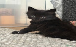 British Longhair cats for sale: Longhair & Shorthair Kittens - Image 17