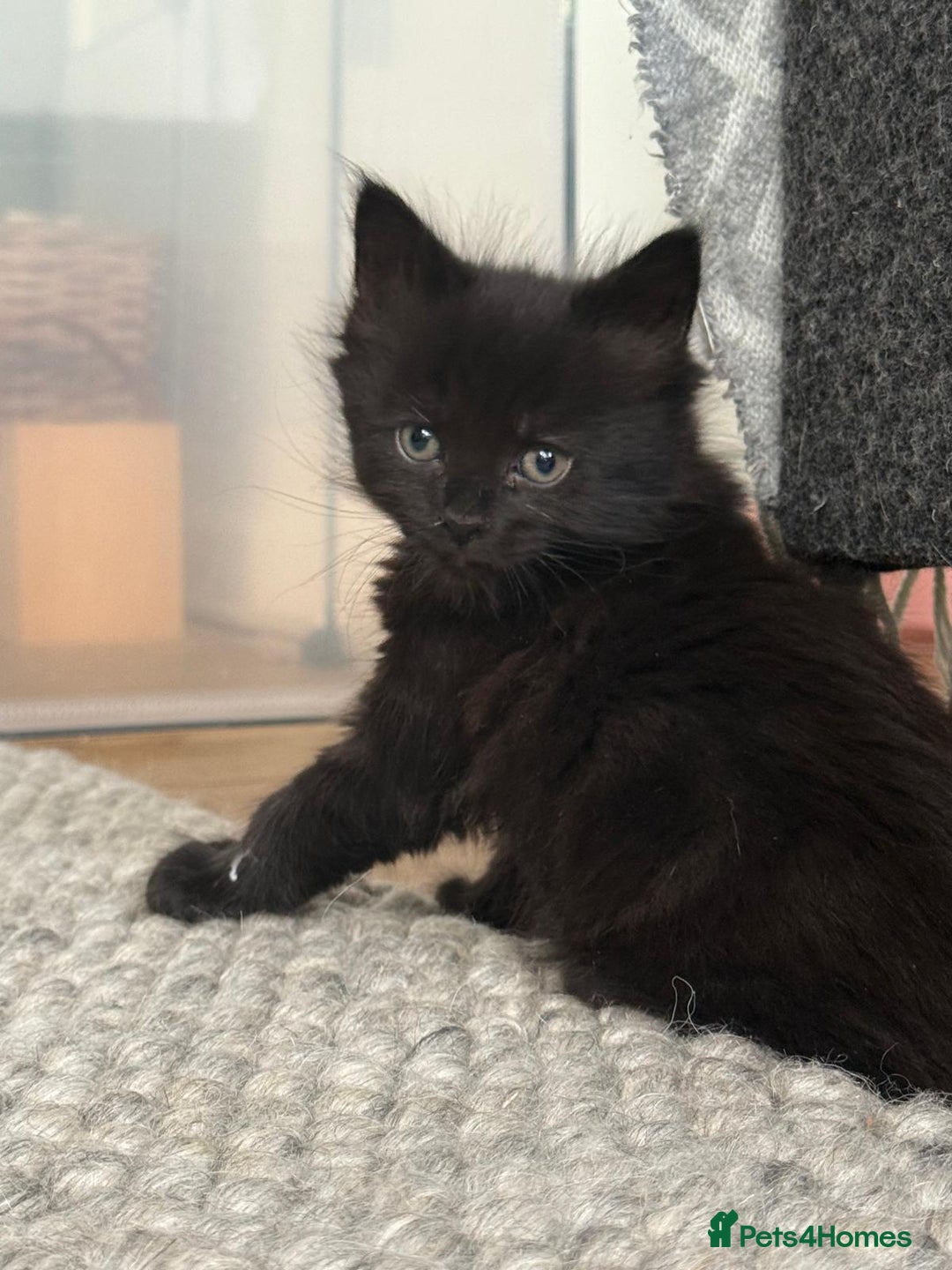 British Longhair cats for sale: Longhair & Shorthair Kittens - Image 17