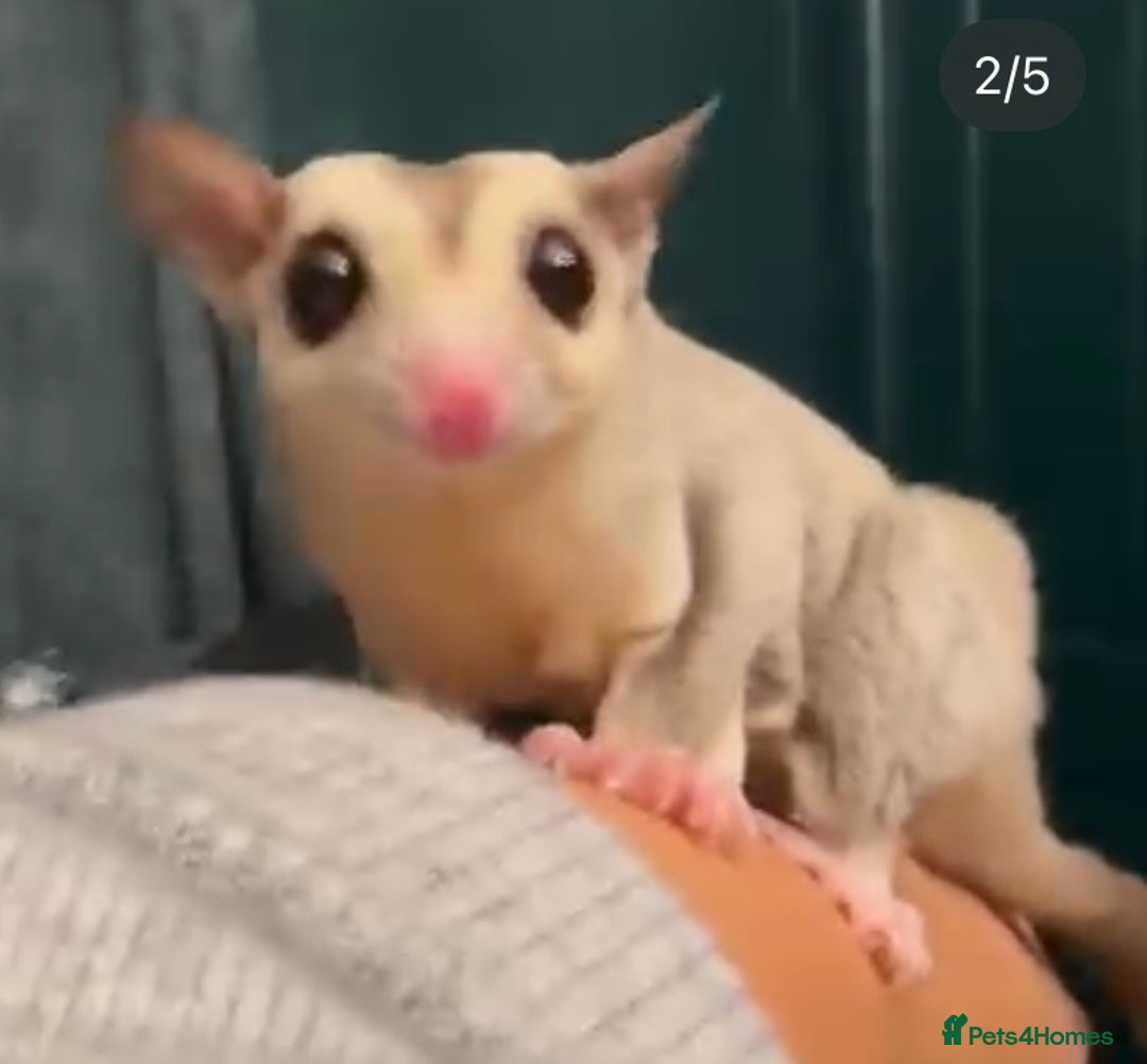 Sugar Glider rodents for sale: Stunning platinum sugar gliders - Advert 8