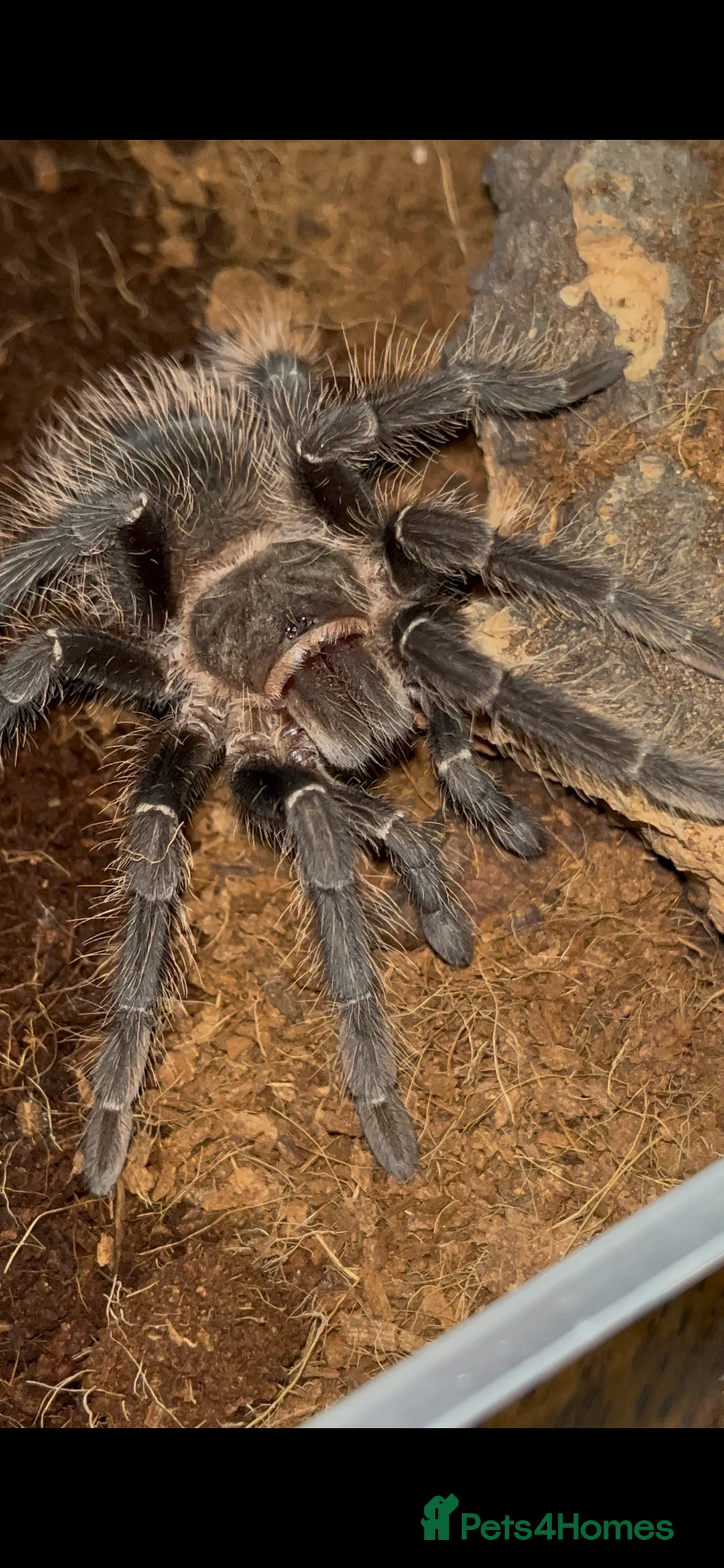 Tarantulas invertebrates for sale: Lasiodora parahybana in Kilmarnock - Advert 2