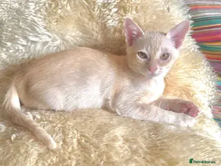 Asian cats Umbala Bombay & Asians lovely GCCF Asian babies - Advert 3