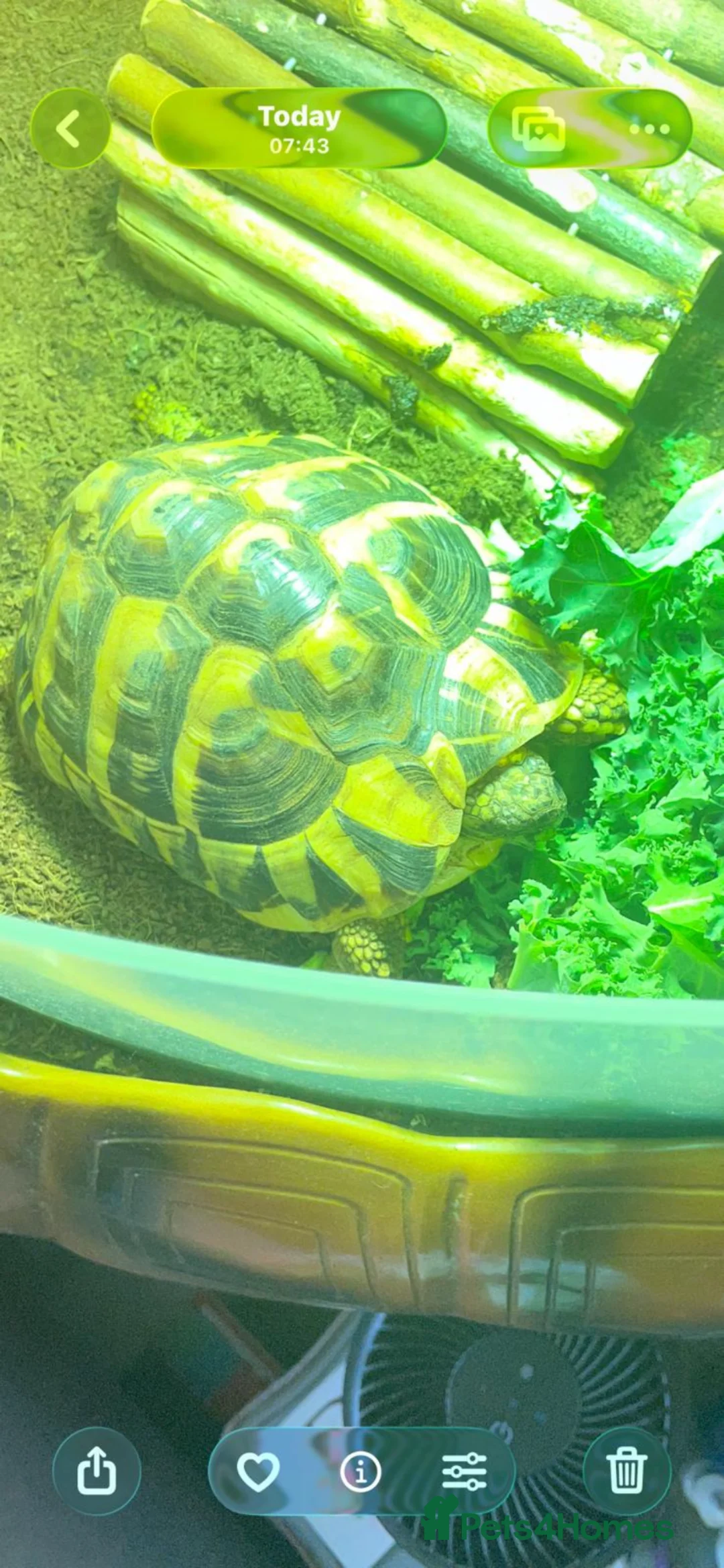 Tortoise reptiles for sale: Chunky healthy herman tortoise  - Advert 6