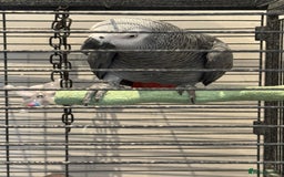 Parrots birds for sale: African Grey  friendly  - Image 2