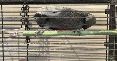 Parrots birds - Advert 7
