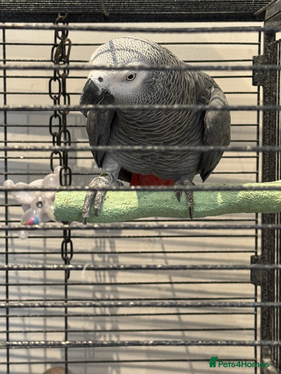 Parrots birds for sale: African Grey  friendly  - Image 2