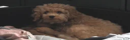 Maltipoo dogs for sale: 🐶5 stunning maltipoo pups for sale🐶 - Advert 6