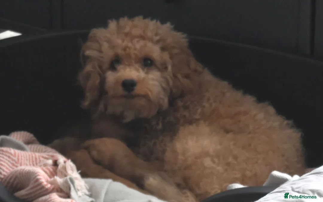 Maltipoo dogs for sale: 🐶5 stunning maltipoo pups for sale🐶 - Advert 6