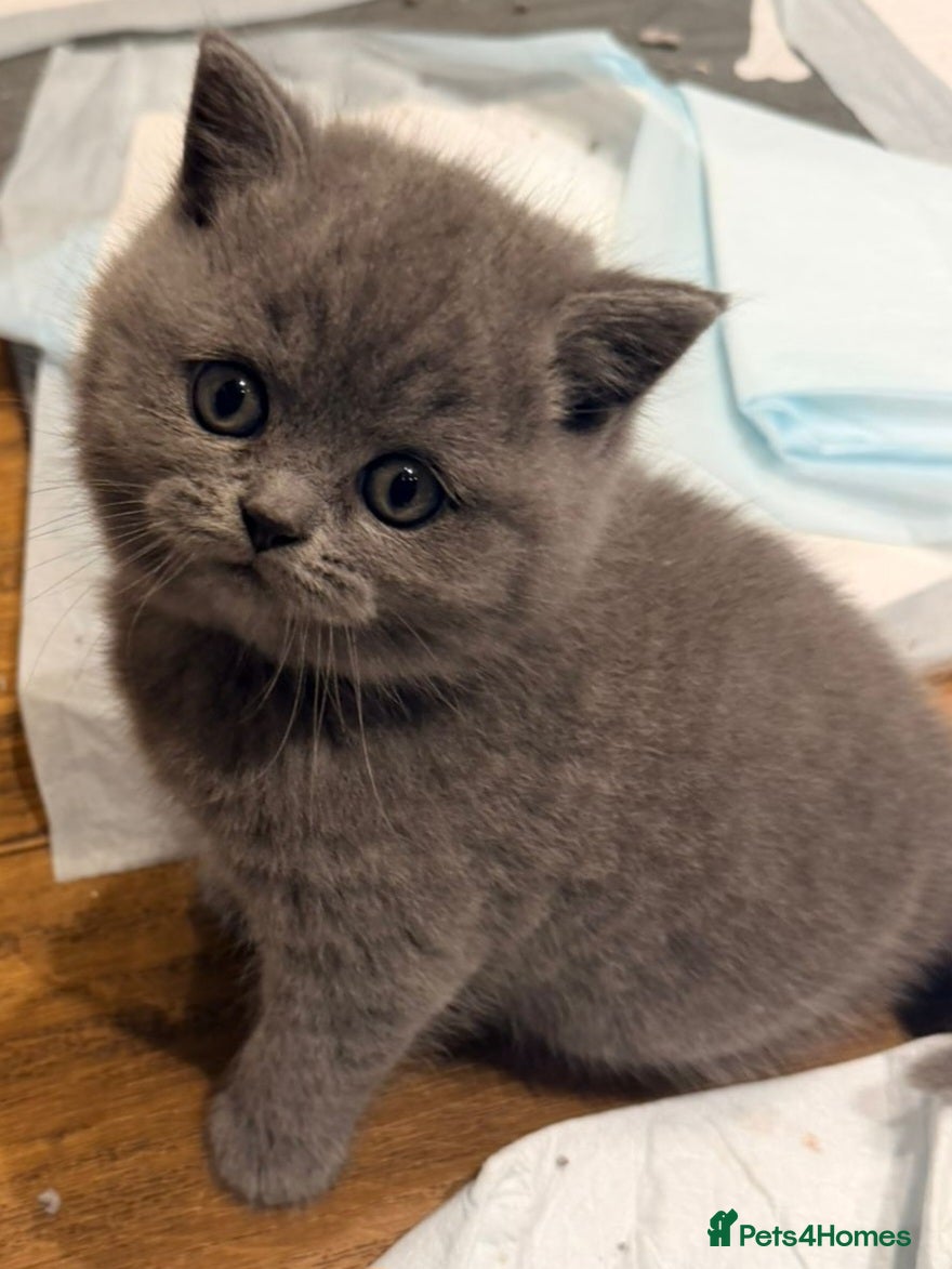 British Shorthair cats Pedigree British Shorthair Kittens - Advert 1