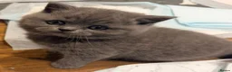 British Shorthair cats for sale: Pedigree British Shorthair Kittens - Advert 8