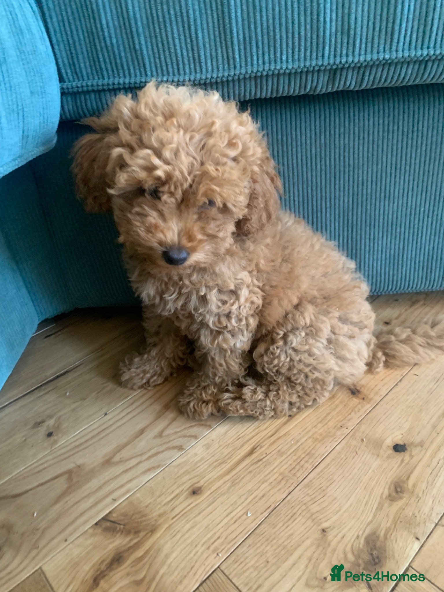 Toy Poodle dogs Beautiful KC registered Toy Poodle  - Advert 3