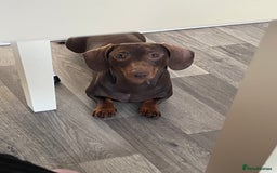 Miniature Dachshund dogs for sale: Blue needs new home  - Image 2