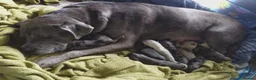 Cane Corso dogs for sale: READY NOW! 4 Female Cane Corso puppies for sale  - Advert 3