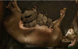 Whippet dogs for sale: Stunning quality blue whippets  - Image 3