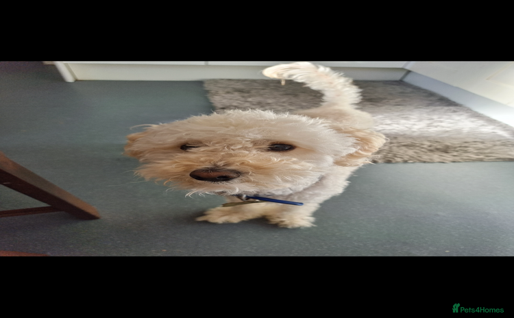 Poodle dogs - Advert 1