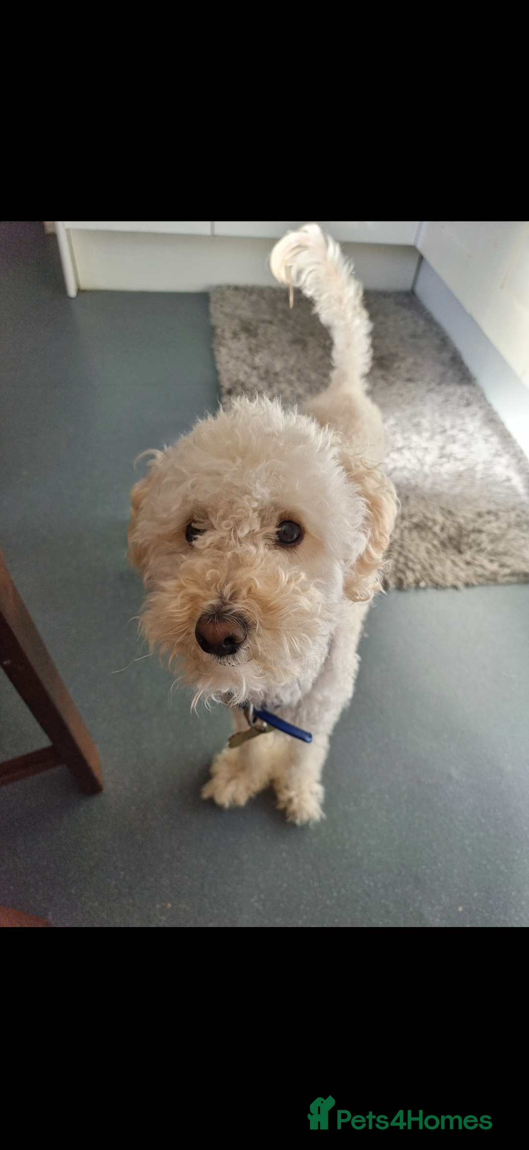 Poodle dogs for sale: Dog Bubu - Image 1