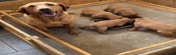 Labrador Retriever dogs for sale: Fox Red Labrador’s  - Advert 4
