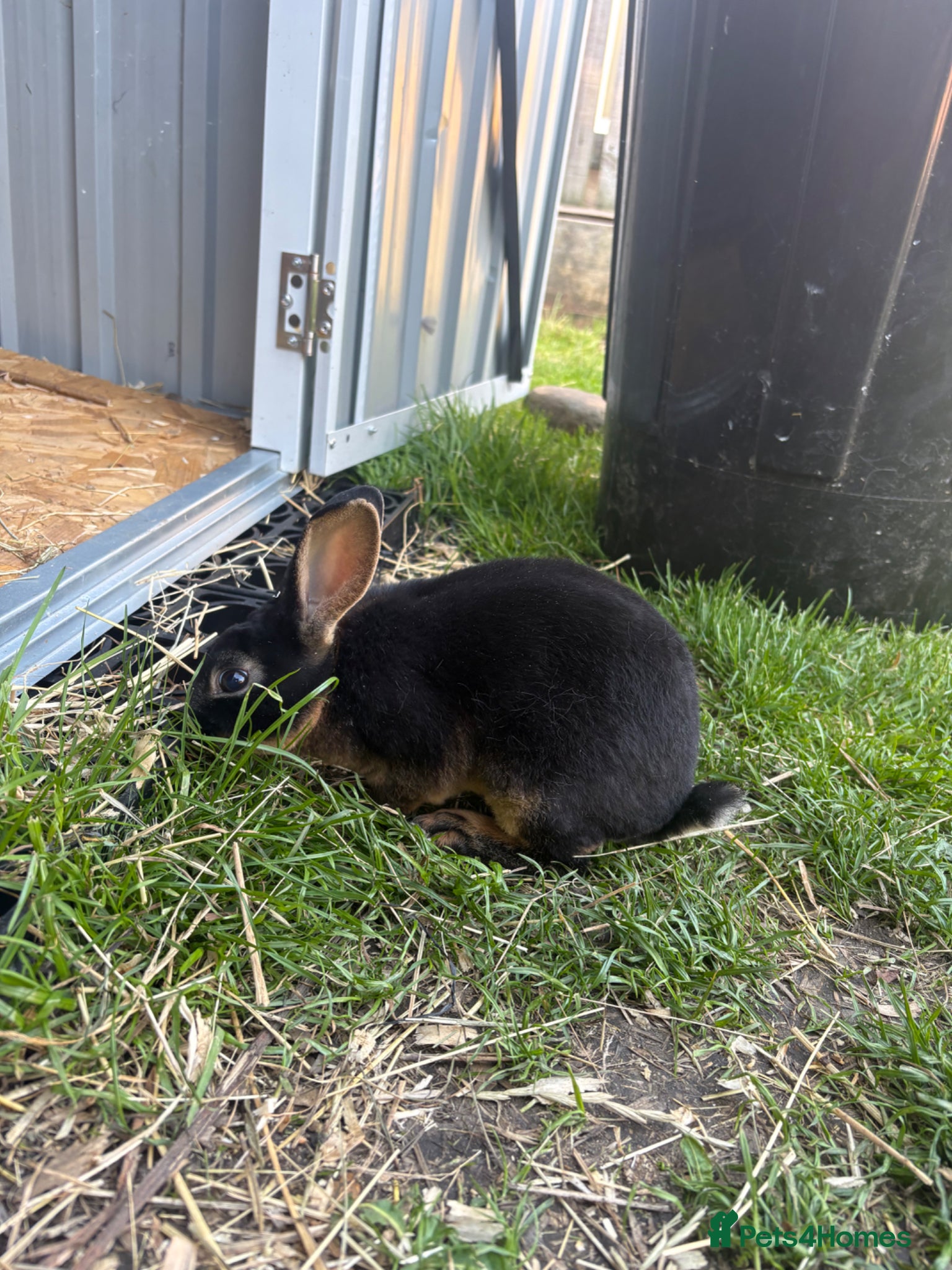 Rex rabbits for sale: Mini Rex buck - Advert 2