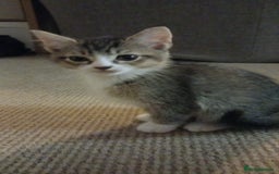 Mixed Breed cats for sale: X3 BEAUTIFUL KITTENs - Advert 2