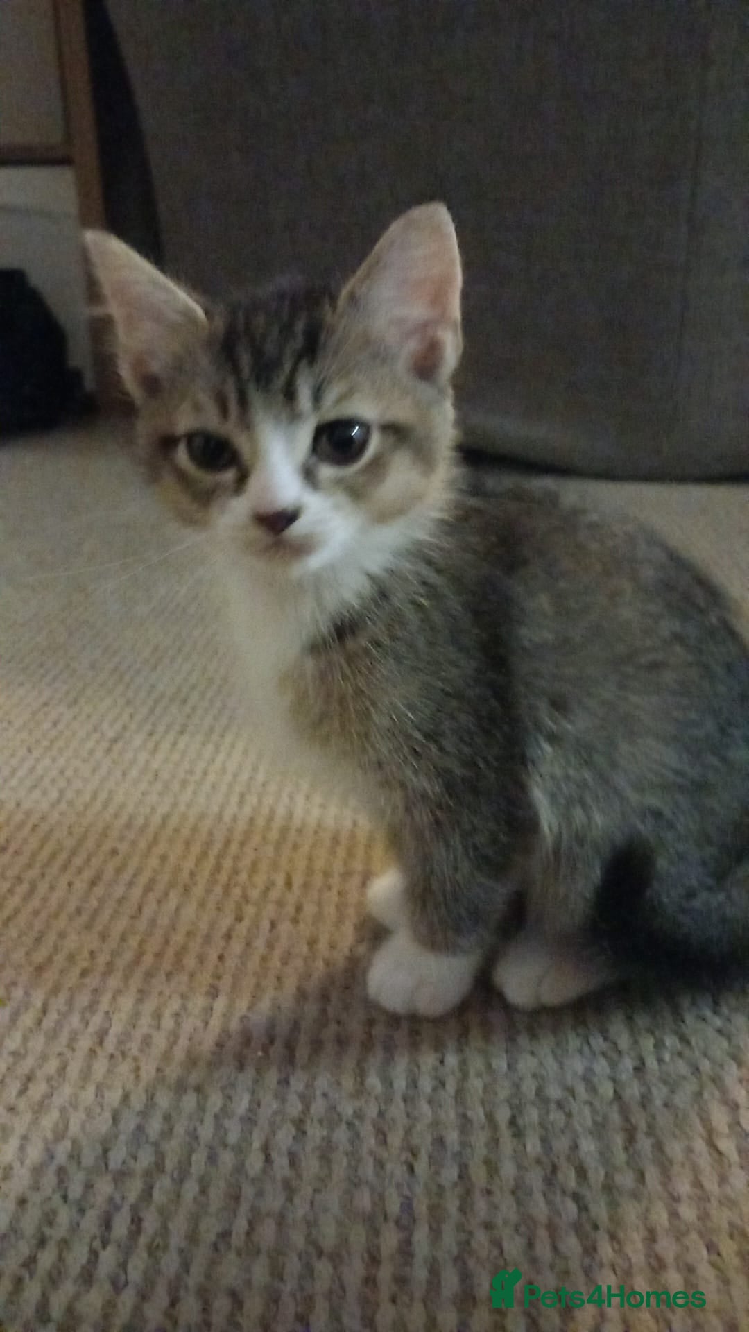 Mixed Breed cats for sale: X3 BEAUTIFUL KITTENs - Advert 2