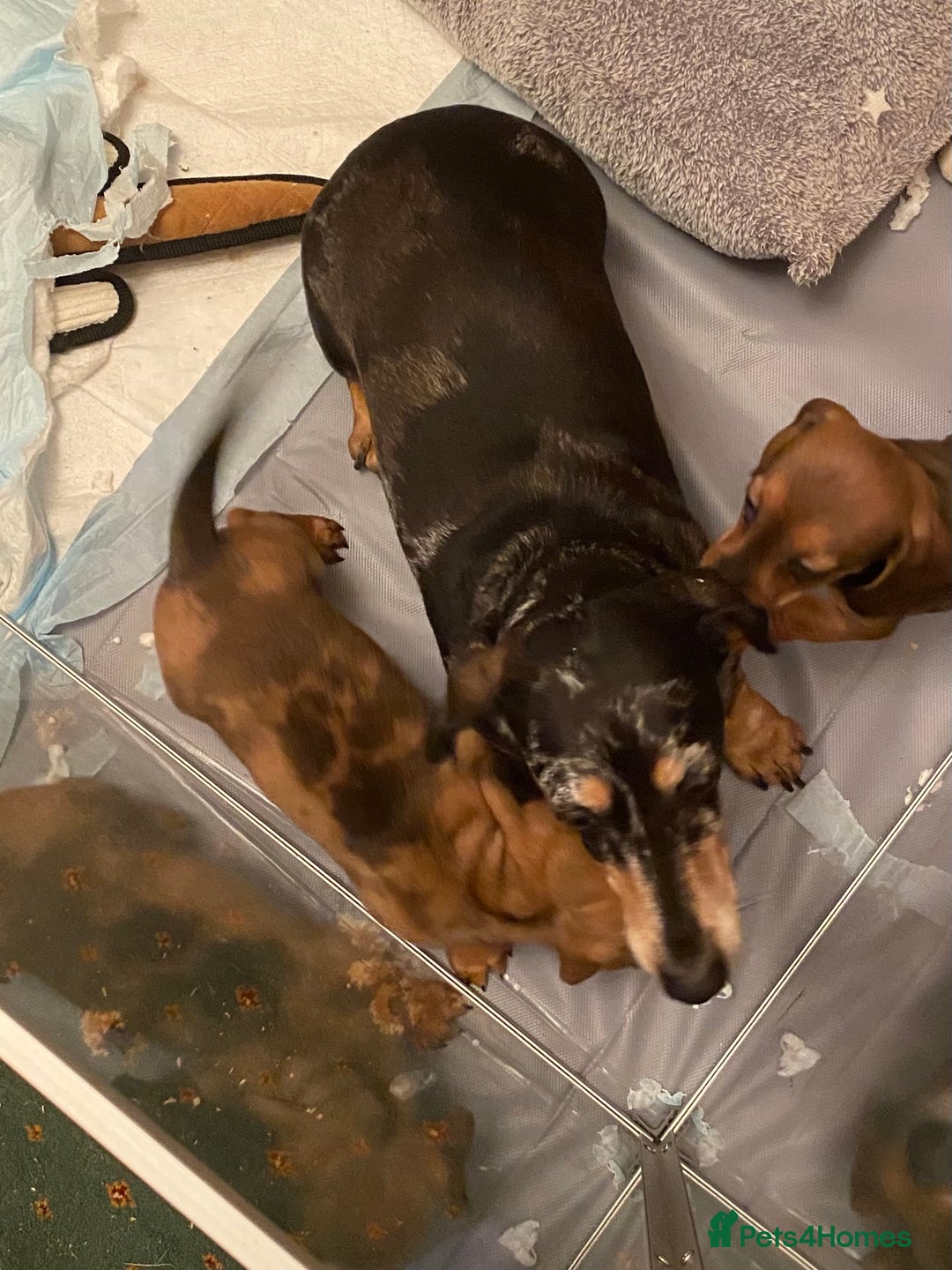 Miniature Dachshund dogs for sale: MINIATURE DACHSHUND PUPPIES  - Advert 22