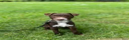 Patterdale Terrier dogs for sale: Male patterdale cross  in Peterborough - Advert 3
