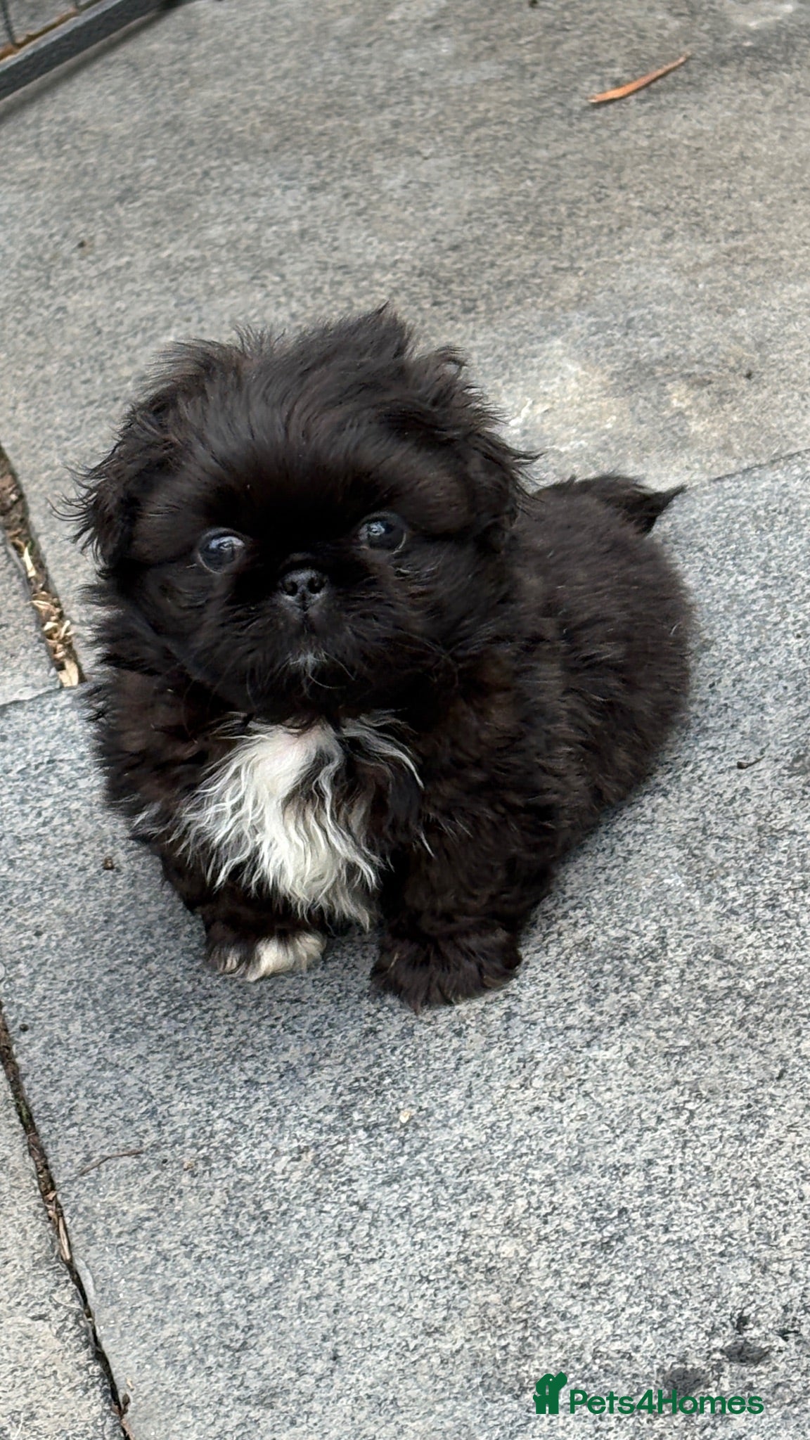 Pekingese dogs 💙 TINY SLEEVE MALES AVAILABLE 💙 - Advert 3