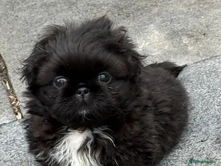 Pekingese dogs 💙 TINY SLEEVE MALES AVAILABLE 💙 - Advert 3