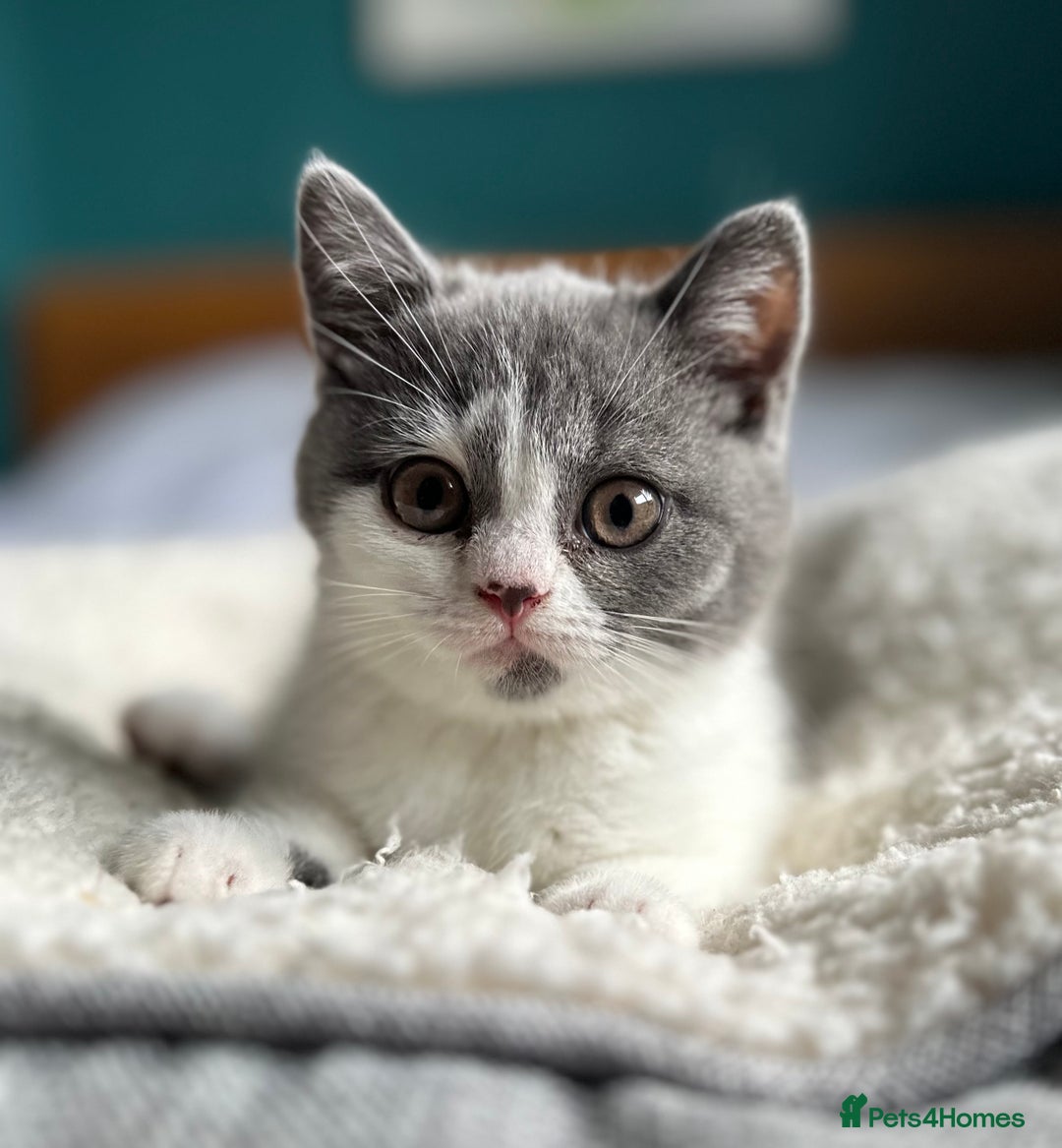 British Shorthair cats for sale: Pedigree British Shorthair Kittens - Image 15