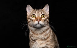Bengal cats for sale: 🔥Retired Bengal Queen imported from france 🔥 - Image 16