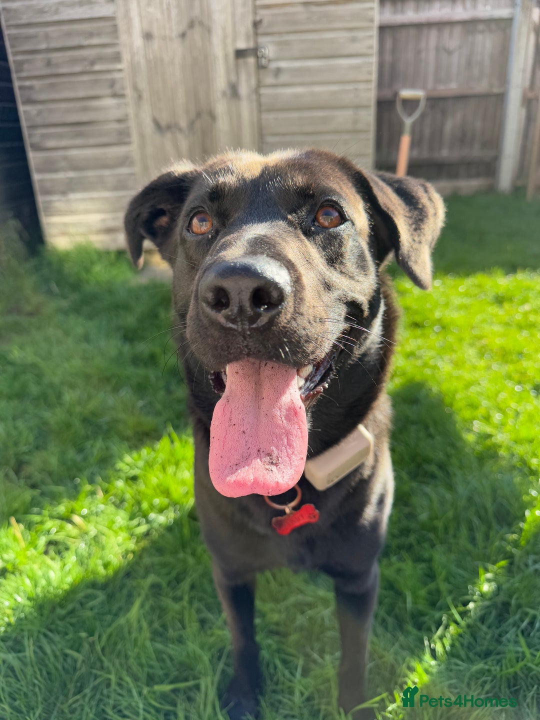 Mixed Breed dogs for sale: Urgent home needed for labrador cross puppy - Image 1