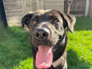Mixed Breed dogs - Advert 2
