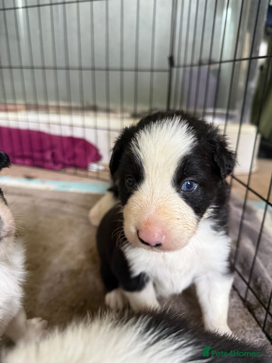 Border Collie dogs for sale: Border collie puppies seeking working/active homes - Advert 9