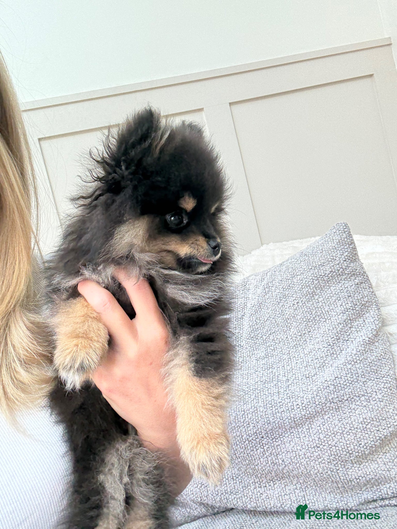 Pomeranian dogs Gorgeous boy Pomeranian puppie - Advert 17