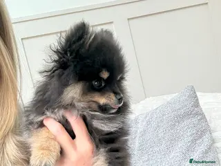 Pomeranian dogs Gorgeous boy Pomeranian puppie - Advert 5