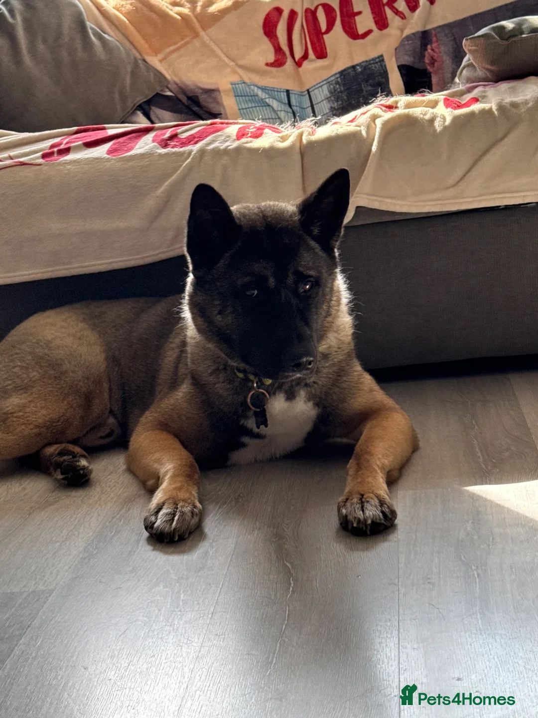Akita dogs for sale:  2 year old Akita  - Advert 2