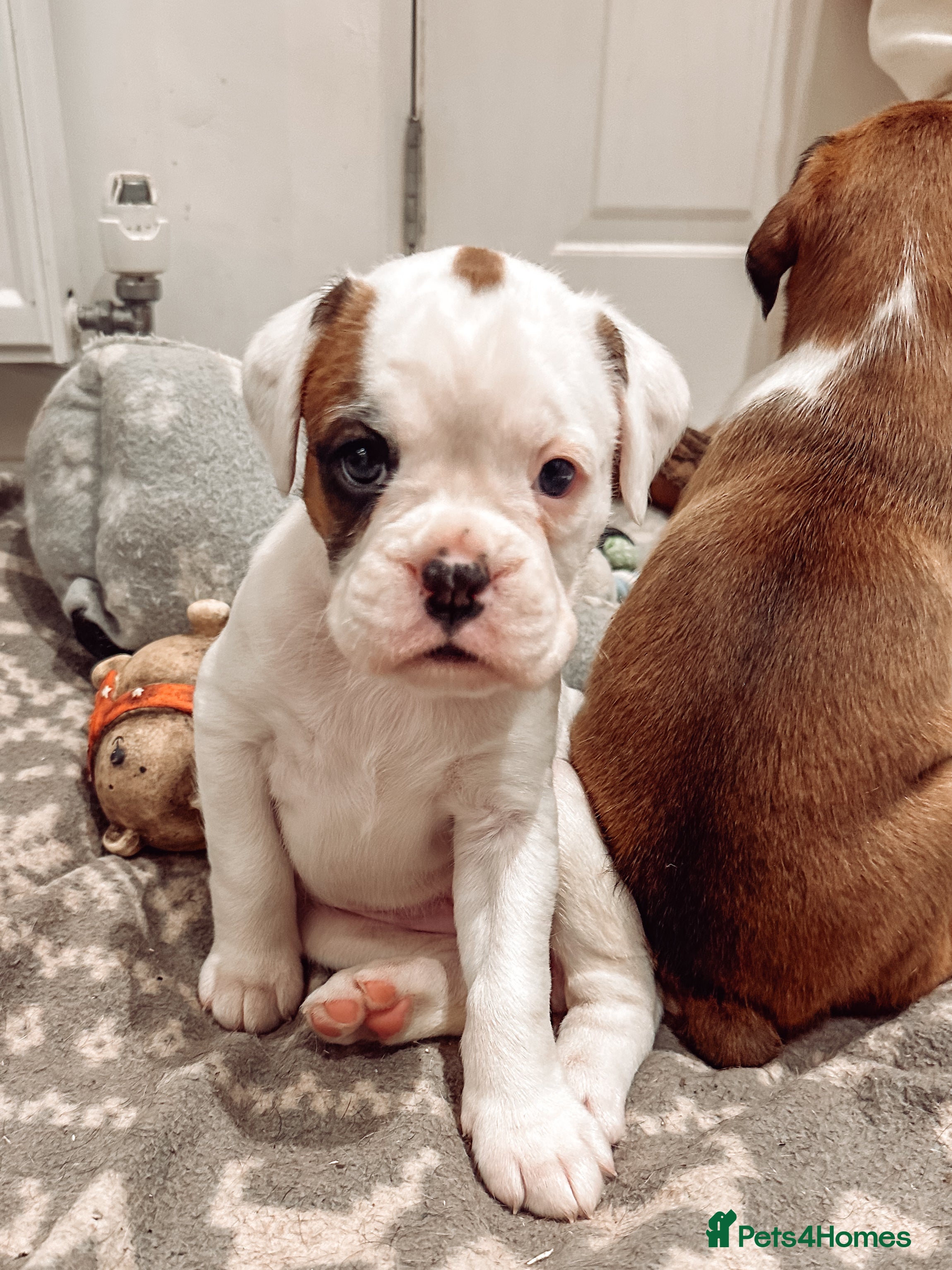 Boxer dogs 1 x CHAMP BLOODLINE CHUNKY BOXER PUPS, bobtail - Advert 2