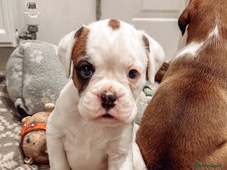 Boxer dogs 1 x CHAMP BLOODLINE CHUNKY BOXER PUPS, bobtail - Advert 2