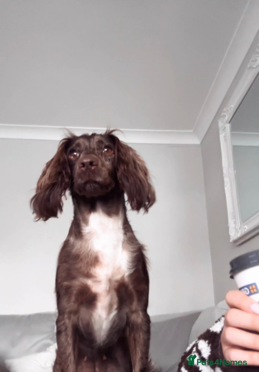 Cocker Spaniel dogs for sale: Female merle cocker spaniel  - Advert 14