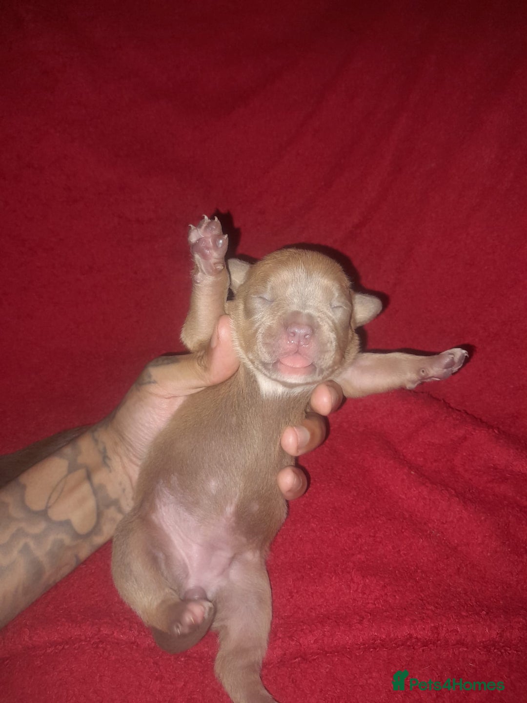 American Bully dogs for sale: American POCKET Bully - Advert 9