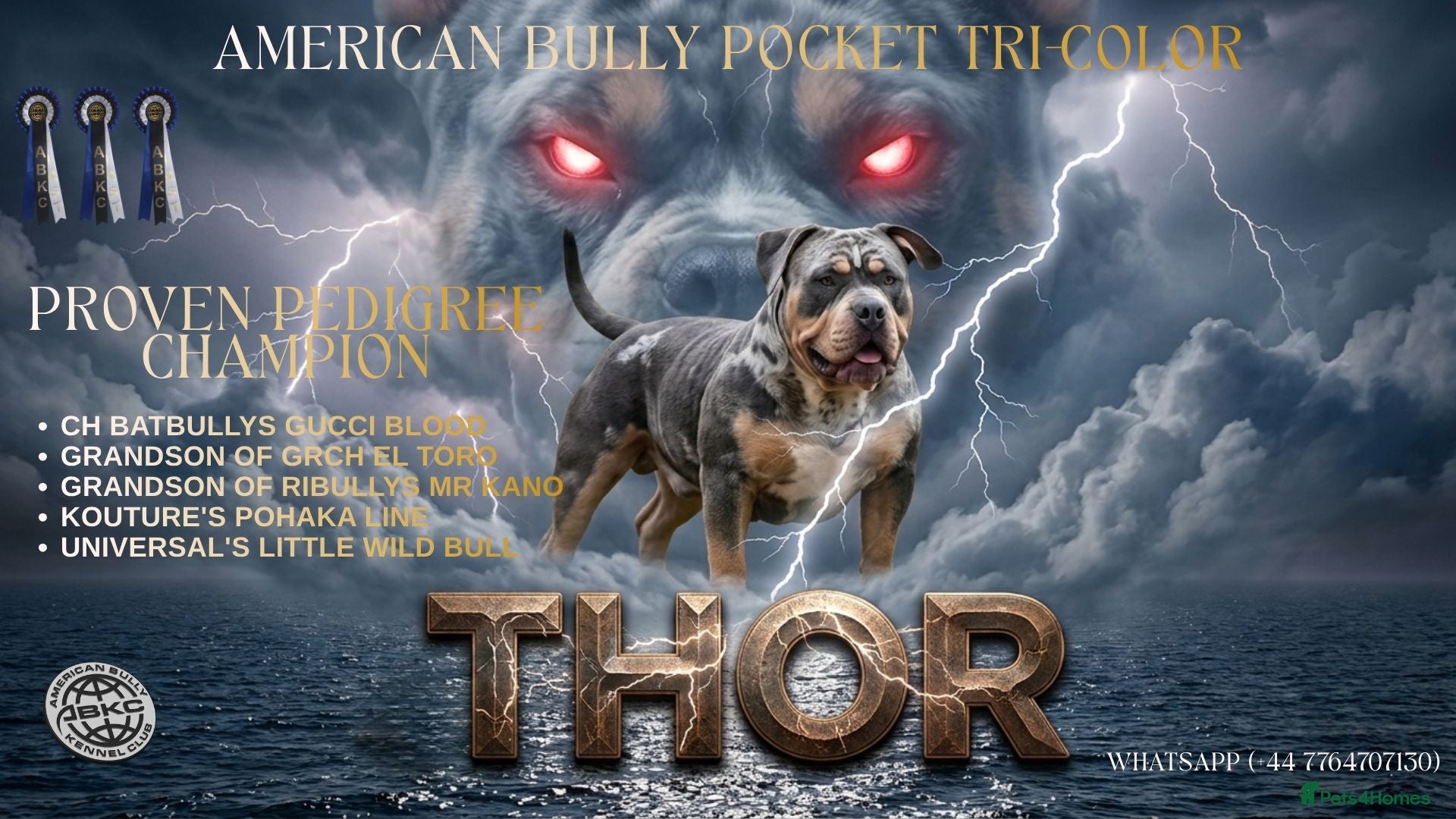 American Bully dogs Thor – Proven ABKC Stud | £400 - Advert 20