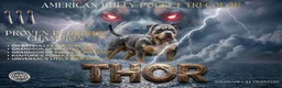 American Bully dogs for stud: ABKC Registered Male Stud "Thor" . - Advert 9