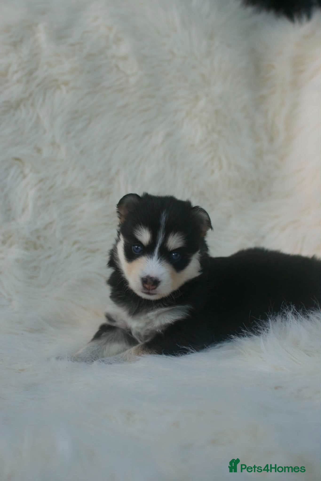 Pomsky dogs FIVE STUNNING POMSKY PUPPIES  - Advert 1