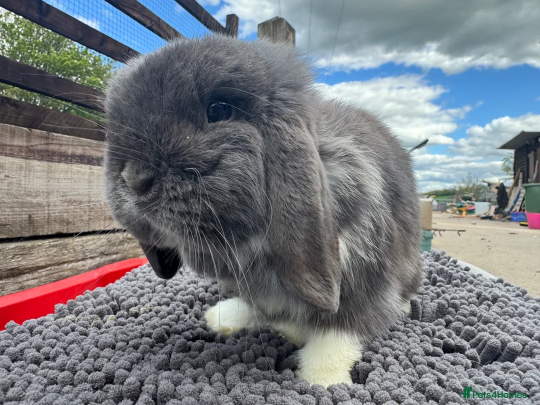 Mini Lop rabbits for sale: Lovely mini lop blue buck and house for sale - Advert 7