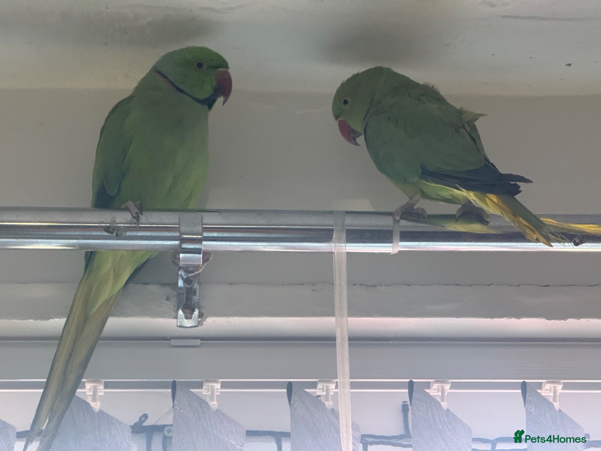 Ringnecks birds  Bonded pair Indian Ring neck parrots  - Advert 7