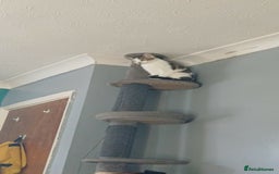 Mixed Breed cats for sale: Female White and tabby cat - Advert 4