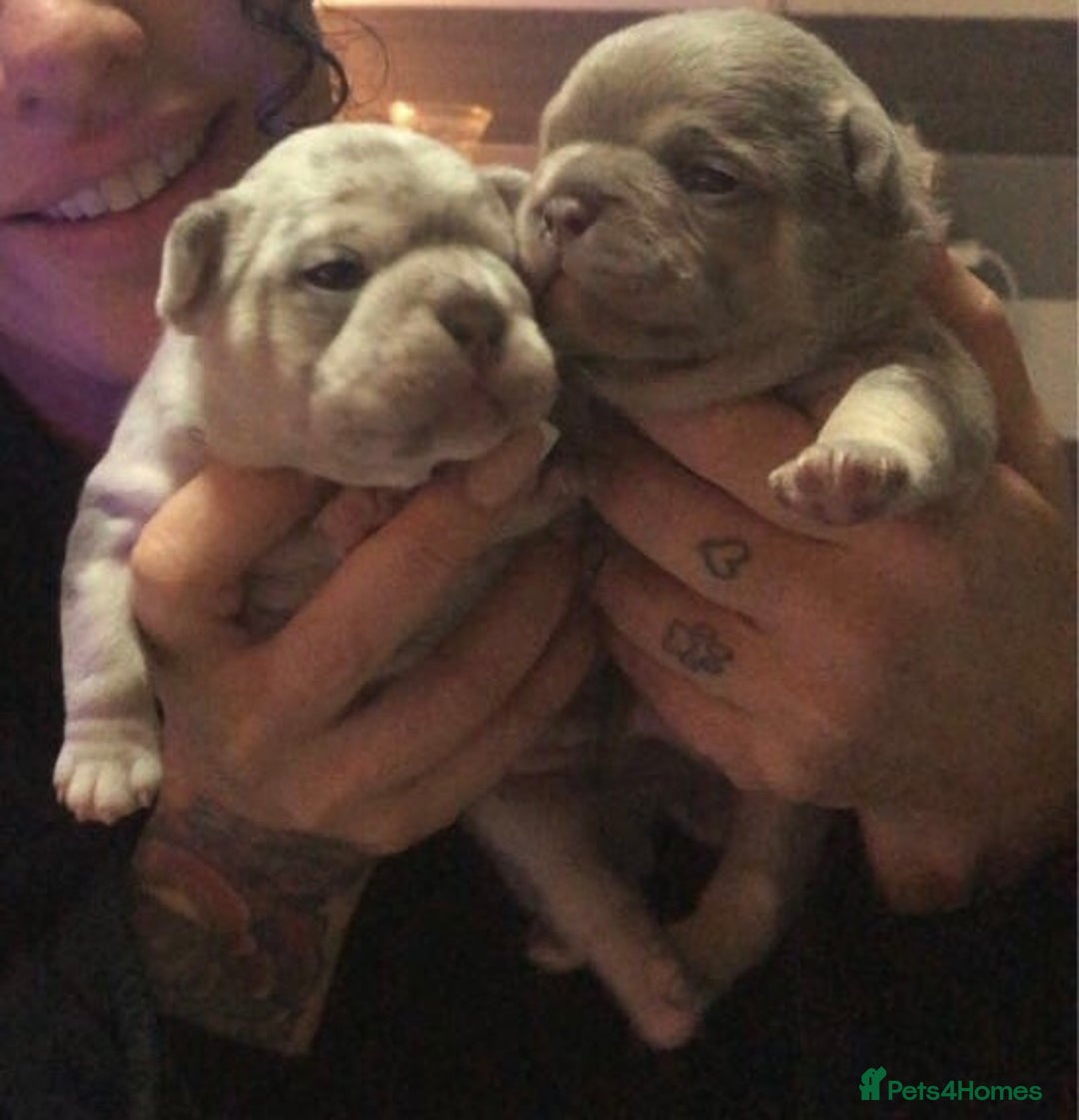 French Bulldog dogs for sale: Two boys  - Advert 15