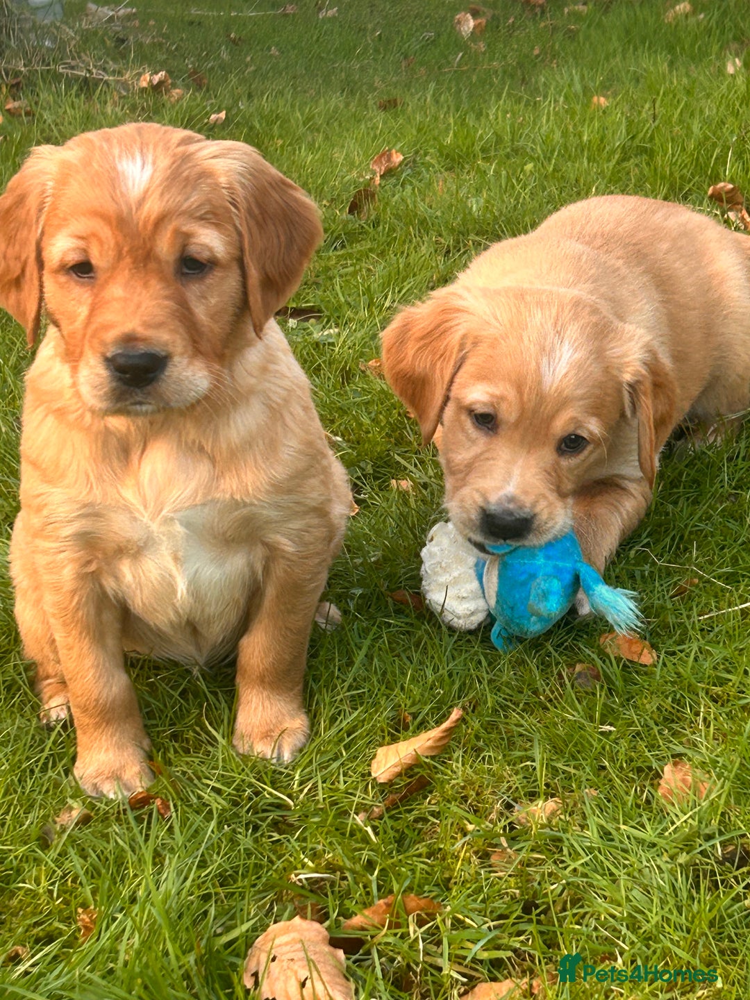 Golden Retriever dogs for sale: KC Working Golden Retriever Pups - Advert 7