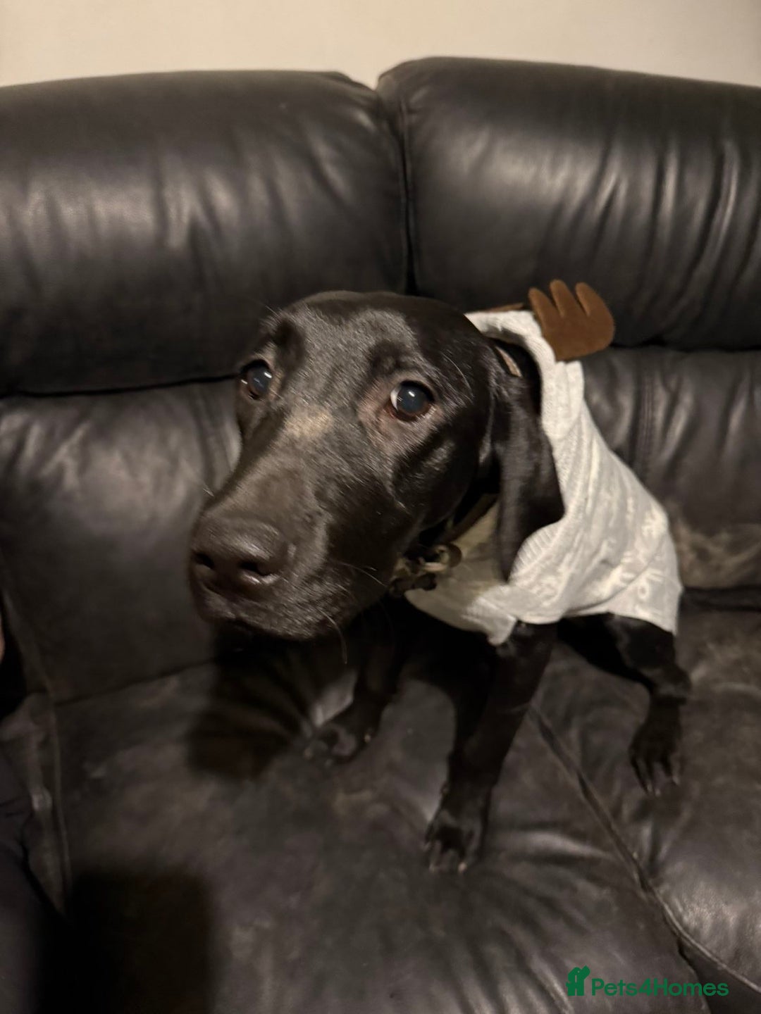 Labrador Retriever dogs for sale: Beautiful black lab bitch for sale  - Advert 3