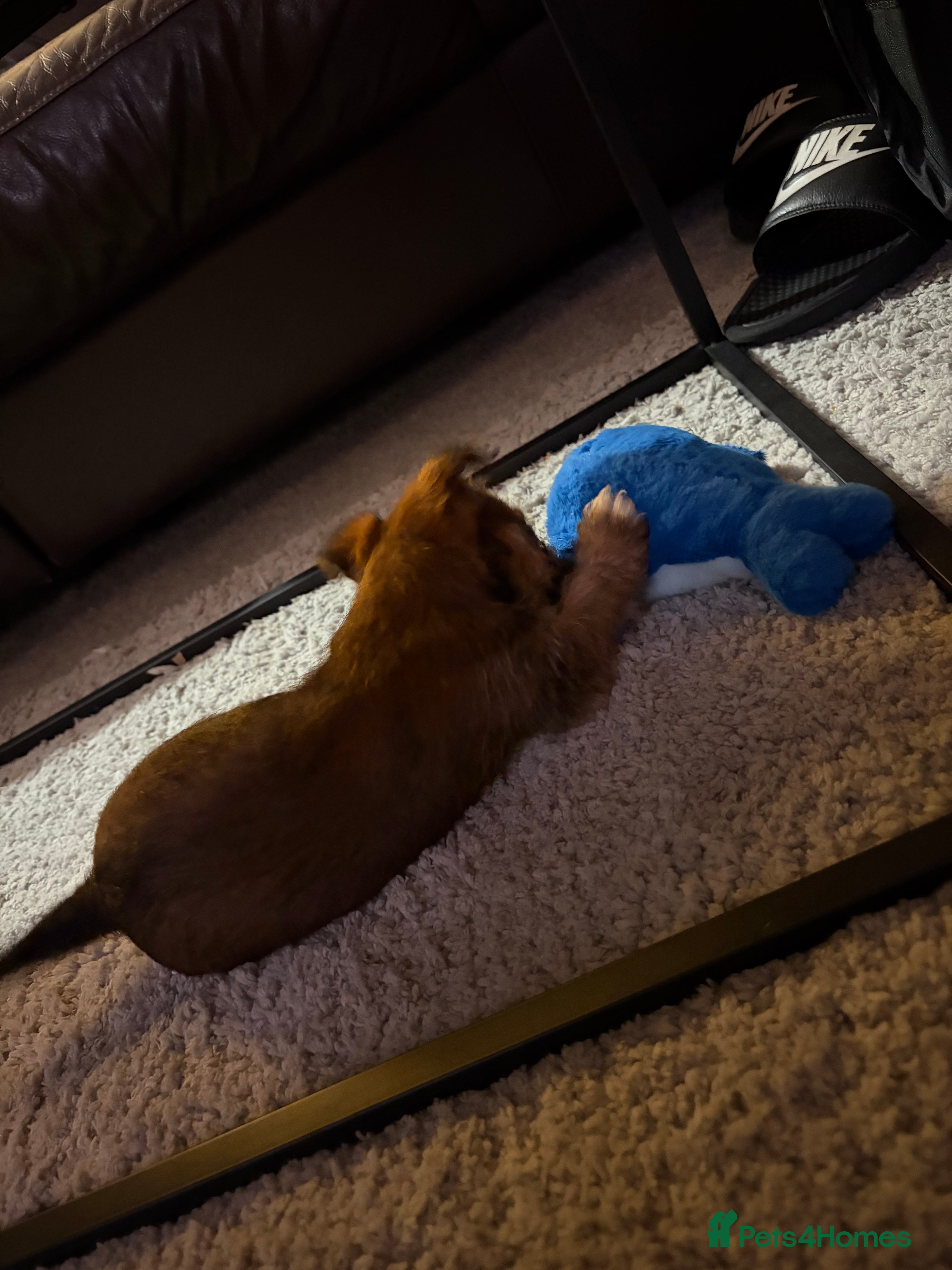 Mixed Breed dogs YORKIE X WESTIE female Pup - Advert 1